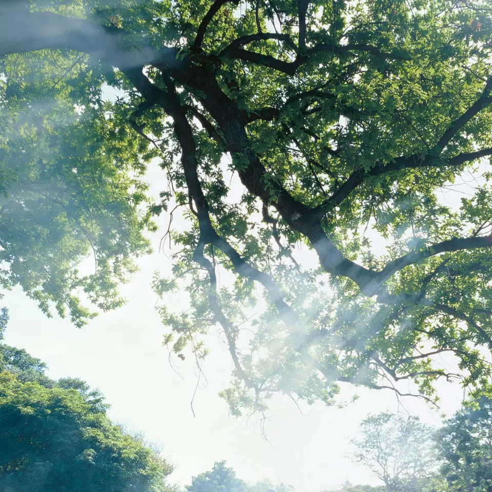 Ein großer Baum mit Lichtschatten