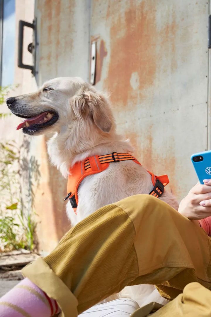 Eine Frau blickt auf ihr Smartphone, ein Hund ist bei ihr