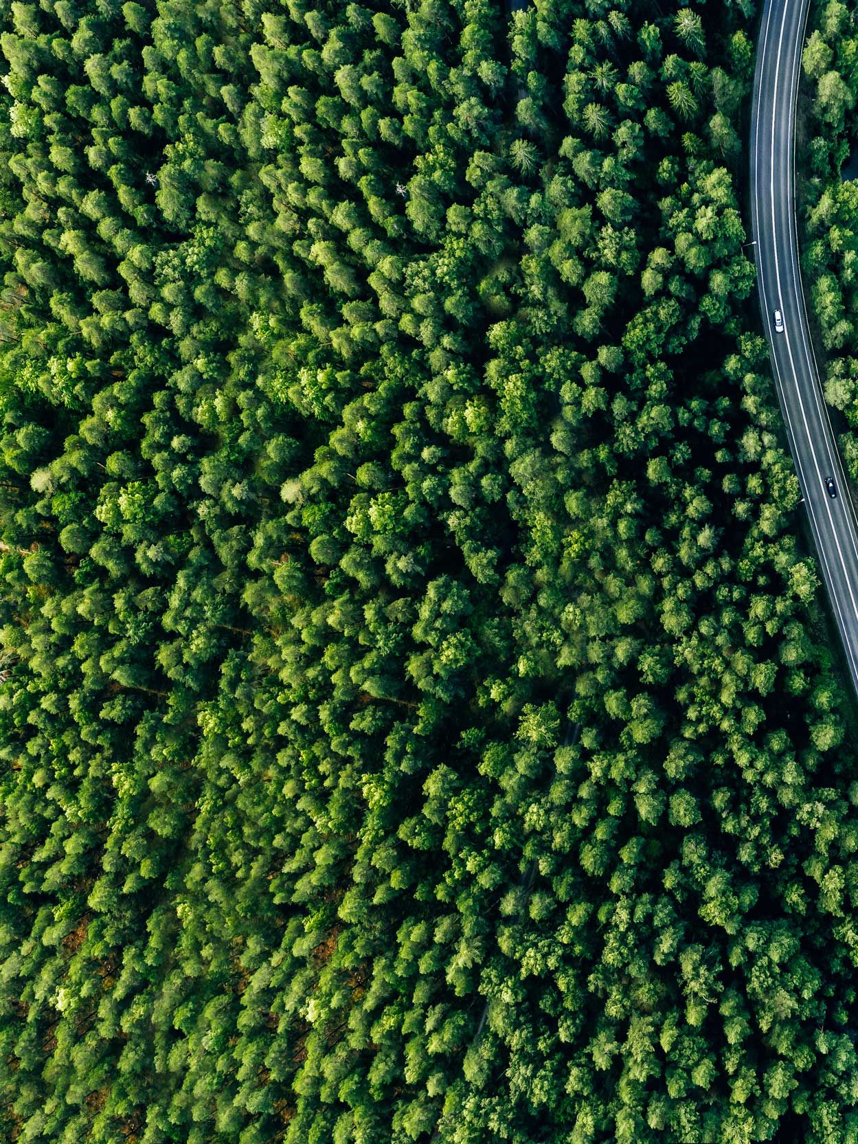 Vogelperspektive auf Bäume, eine Straße und das Meer